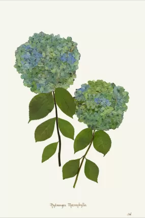 Double Blue Hydrangea Framed Print